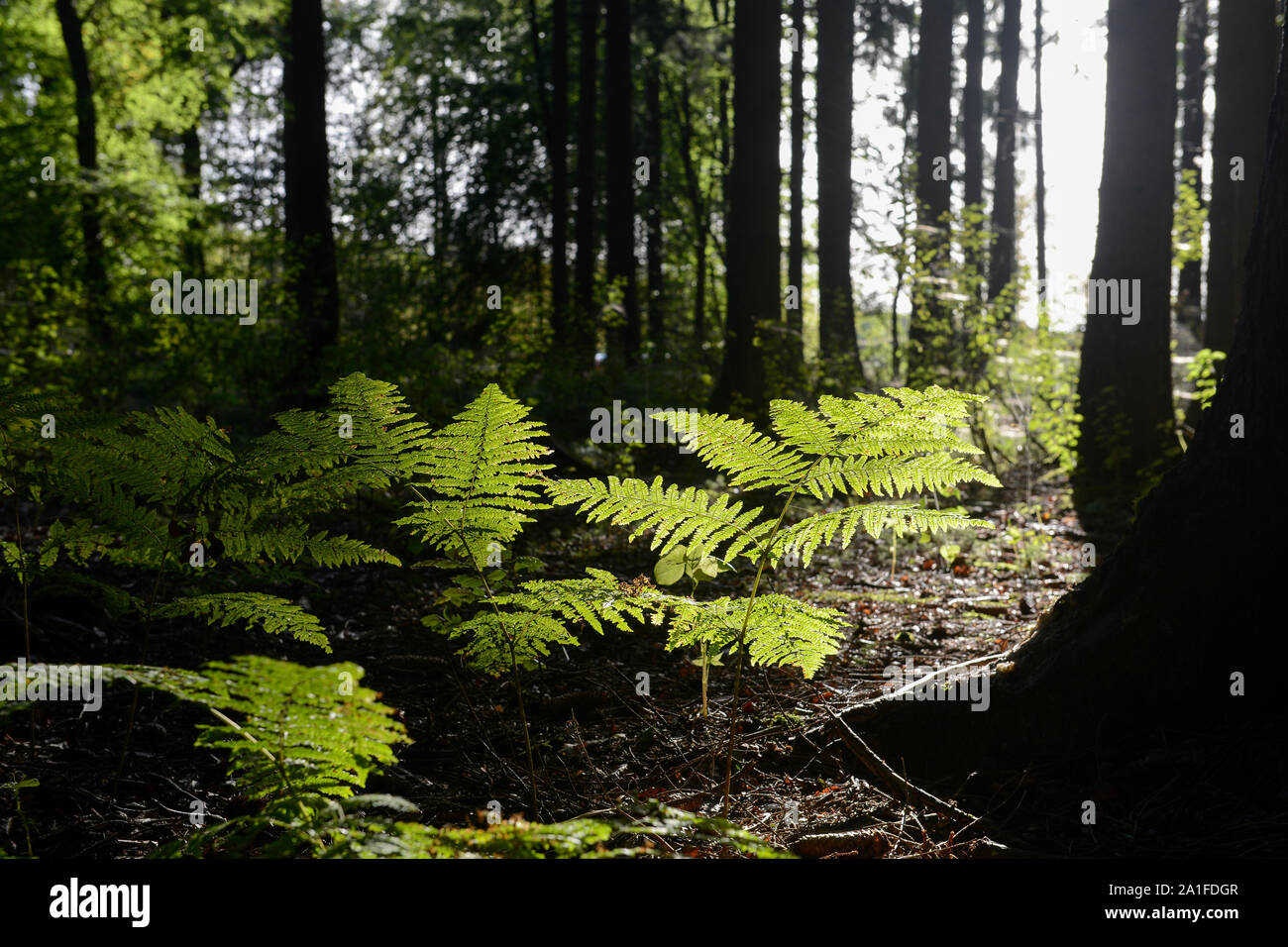 Deutschland, Wald, Buche baumstamm, Farn Pflanze in Hintergrundbeleuchtung/DEUTSCHLAND, Farnkraut, Wald in der Lüneburger Heide Stockfoto