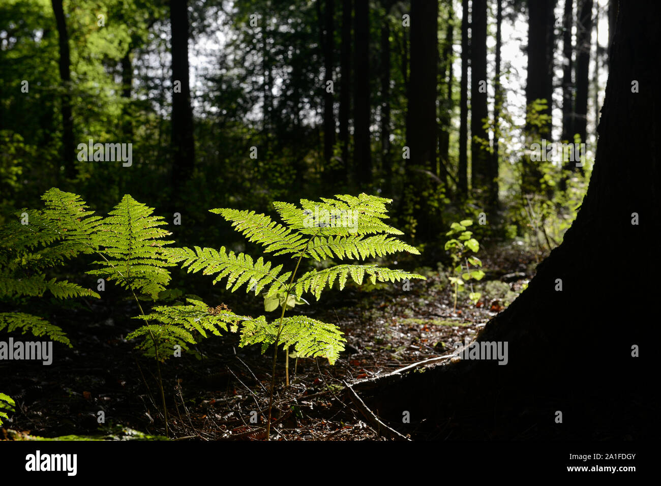 Deutschland, Wald, Buche baumstamm, Farn Pflanze in Hintergrundbeleuchtung/DEUTSCHLAND, Farnkraut, Wald in der Lüneburger Heide Stockfoto