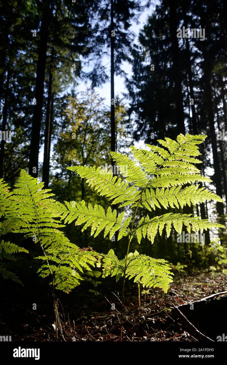 Deutschland, Wald, Farn Pflanze in Hintergrundbeleuchtung/DEUTSCHLAND, Farnkraut, Wald in der Lüneburger Heide Stockfoto