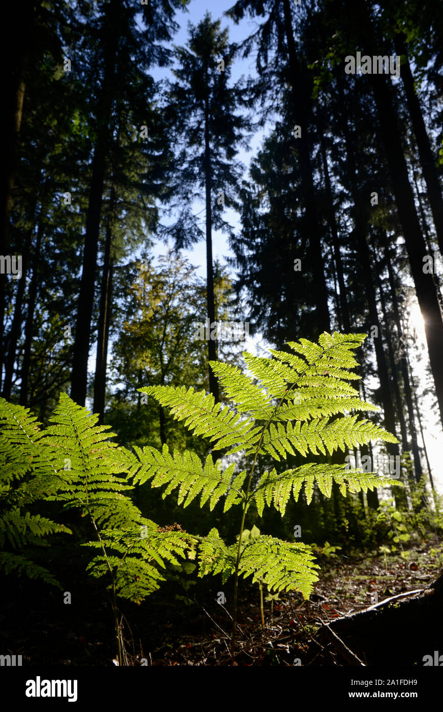 Deutschland, Wald, Farn Pflanze in Hintergrundbeleuchtung/DEUTSCHLAND, Farnkraut, Wald in der Lüneburger Heide Stockfoto