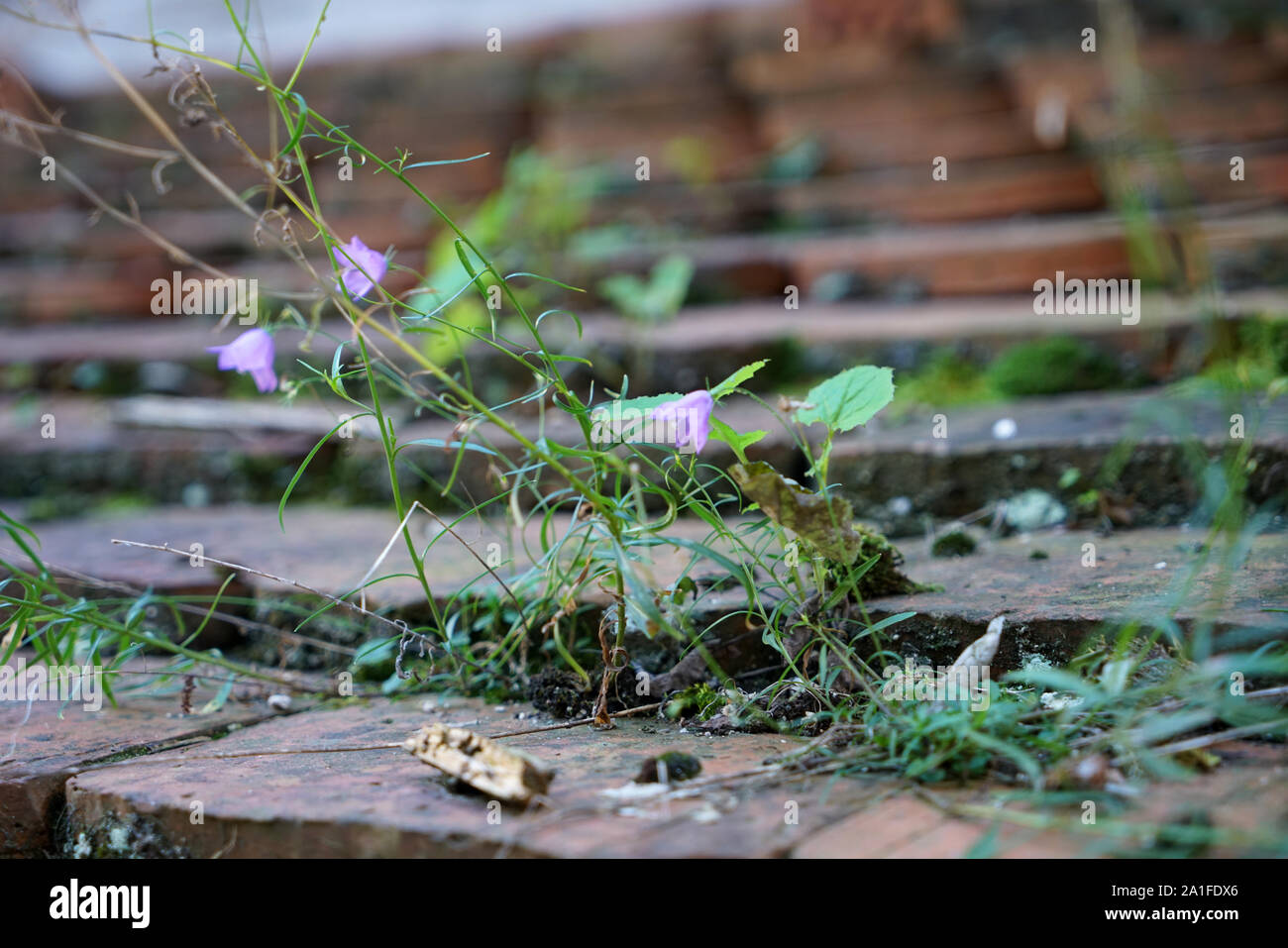 Dachziegel aus gebranntem Ton sind besonders schön und haltbar auf deutschen Dächern Stockfoto