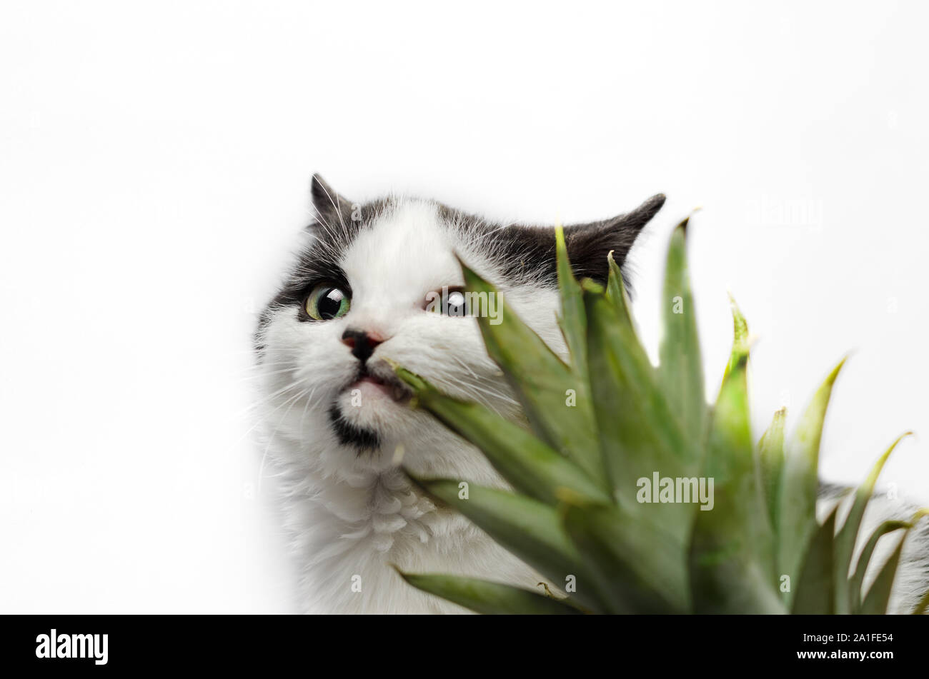 Schwarze und weiße Katze Knabbereien auf grüne Blätter der Ananas Stockfoto