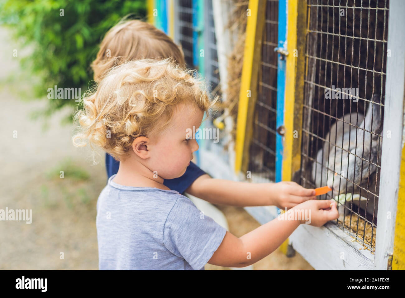 Mädchen und Jungen werden gefüttert Kaninchen im Streichelzoo. Stockfoto