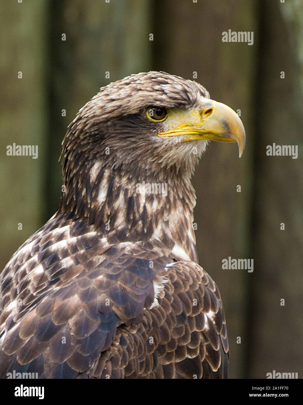 Weißkopfseeadler Jugendlicher in der Nähe mit seinem Kopf, Augen, Schnabel, Gefieder mit Ein schönes Bokeh in seiner Umwelt und Umgebung. Stockfoto