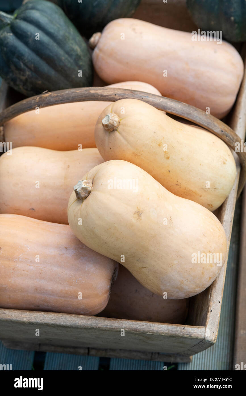 Cucurbita moschata. Butternut Kürbisse in einem hölzernen trug Stockfoto