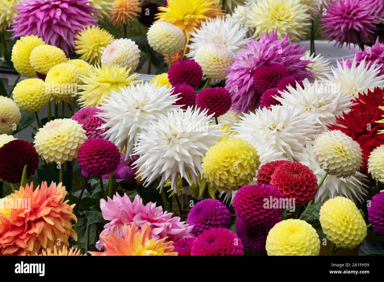 Dahlia Blumen außerhalb einer Beurteilung Zelt am RHS Wisley Flower Show, Surrey, England Stockfoto