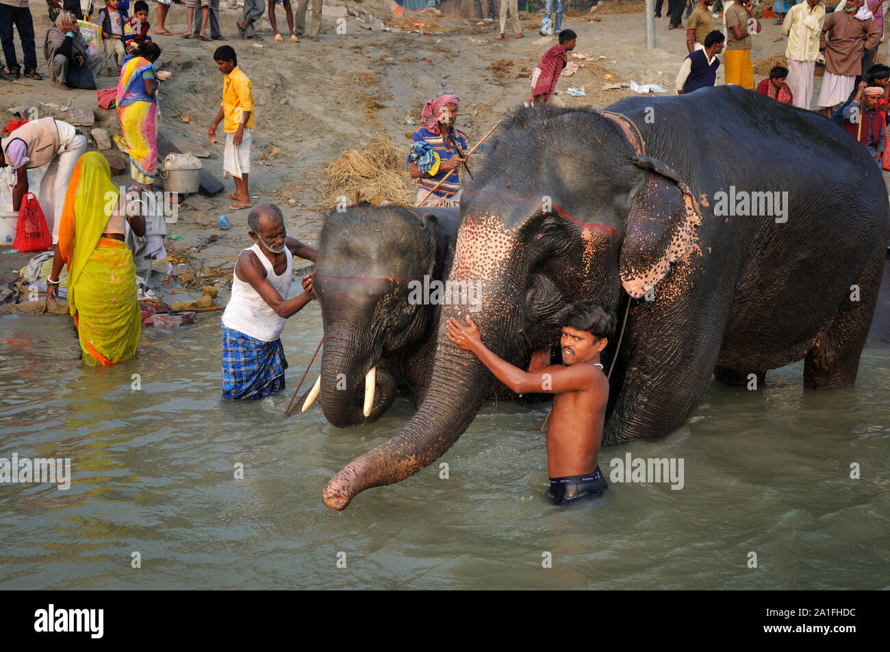 Der Elefanten. Sonepur Mela, Indien Stockfoto