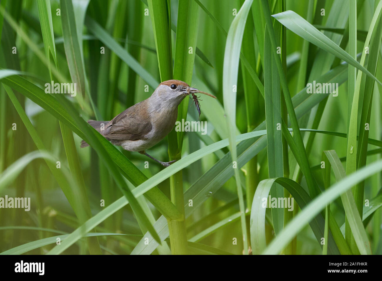 Eurasischen Mönchsgrasmücke Weibchen mit Insekten im Schnabel (Sylvia atricapilla) Stockfoto