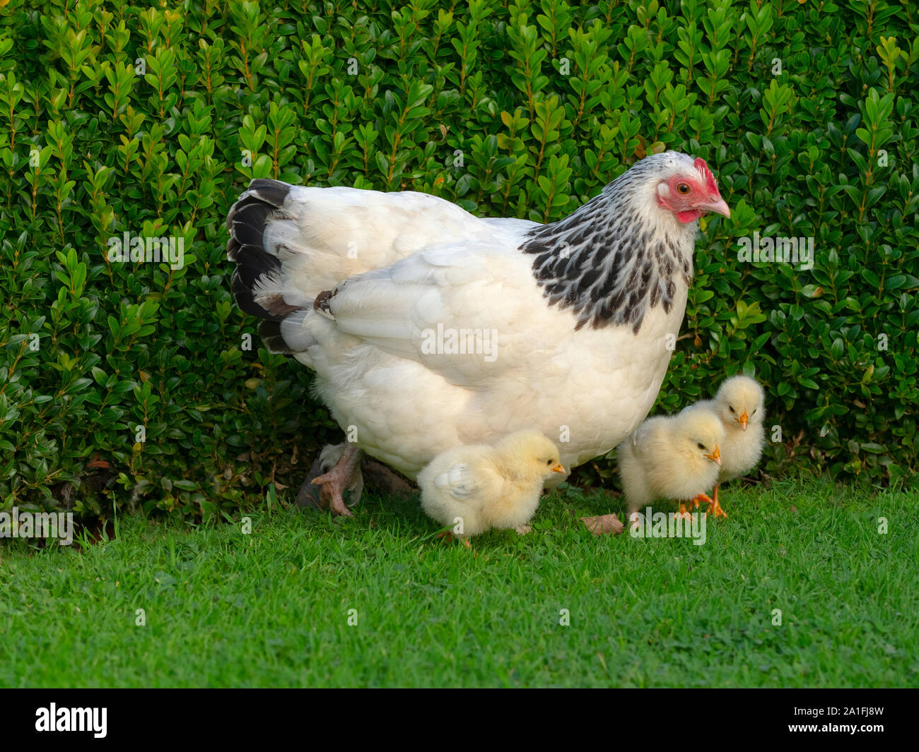 Licht Sussex Huhn mit frisch geschlüpfte Küken Stockfoto