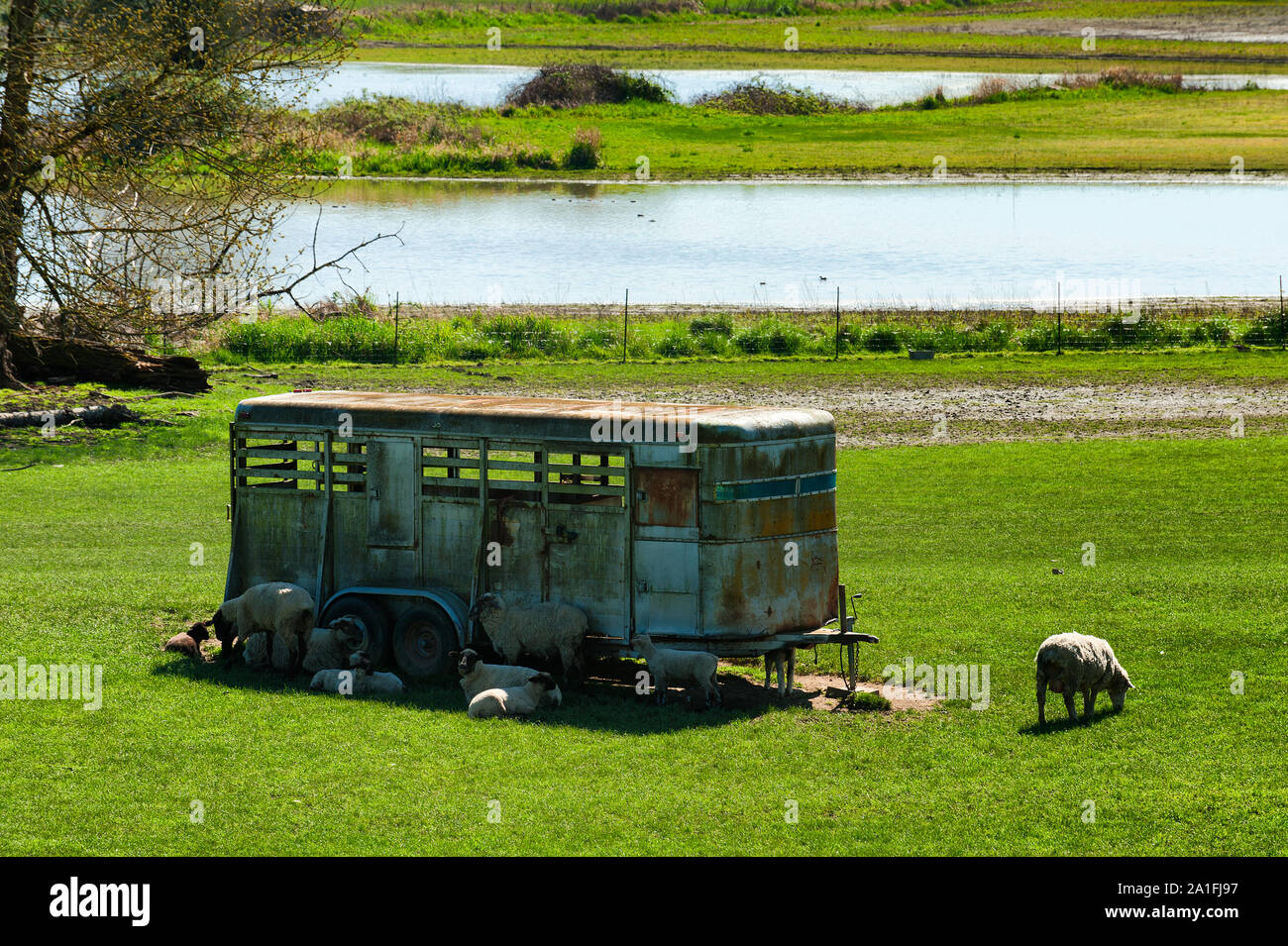 Schafe sammeln sich um einer verfallenden Pferdeanhänger links auf einer Weide mit einem See im Hintergrund. Stockfoto