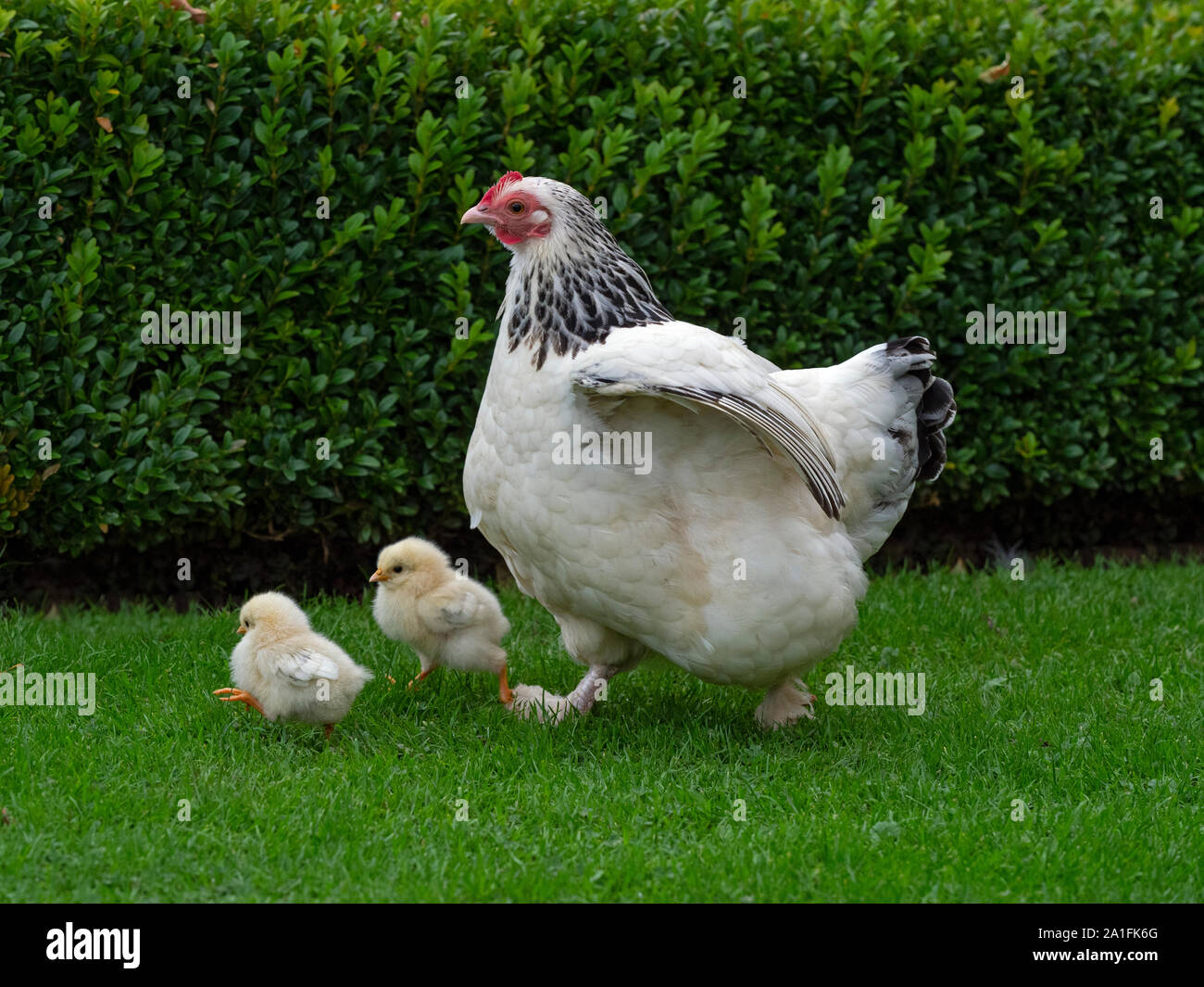 Licht Sussex Huhn mit frisch geschlüpfte Küken Stockfoto