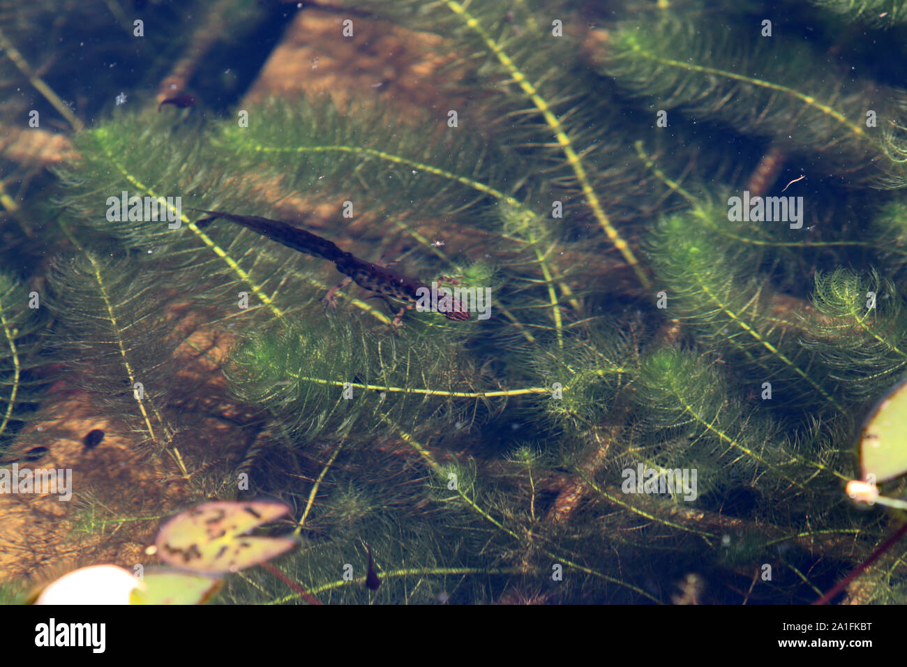 Kaulquappen fotografiert an einem sonnigen Frühlingstag in Deutschland auf einer ruhigen Gewässern. Stockfoto