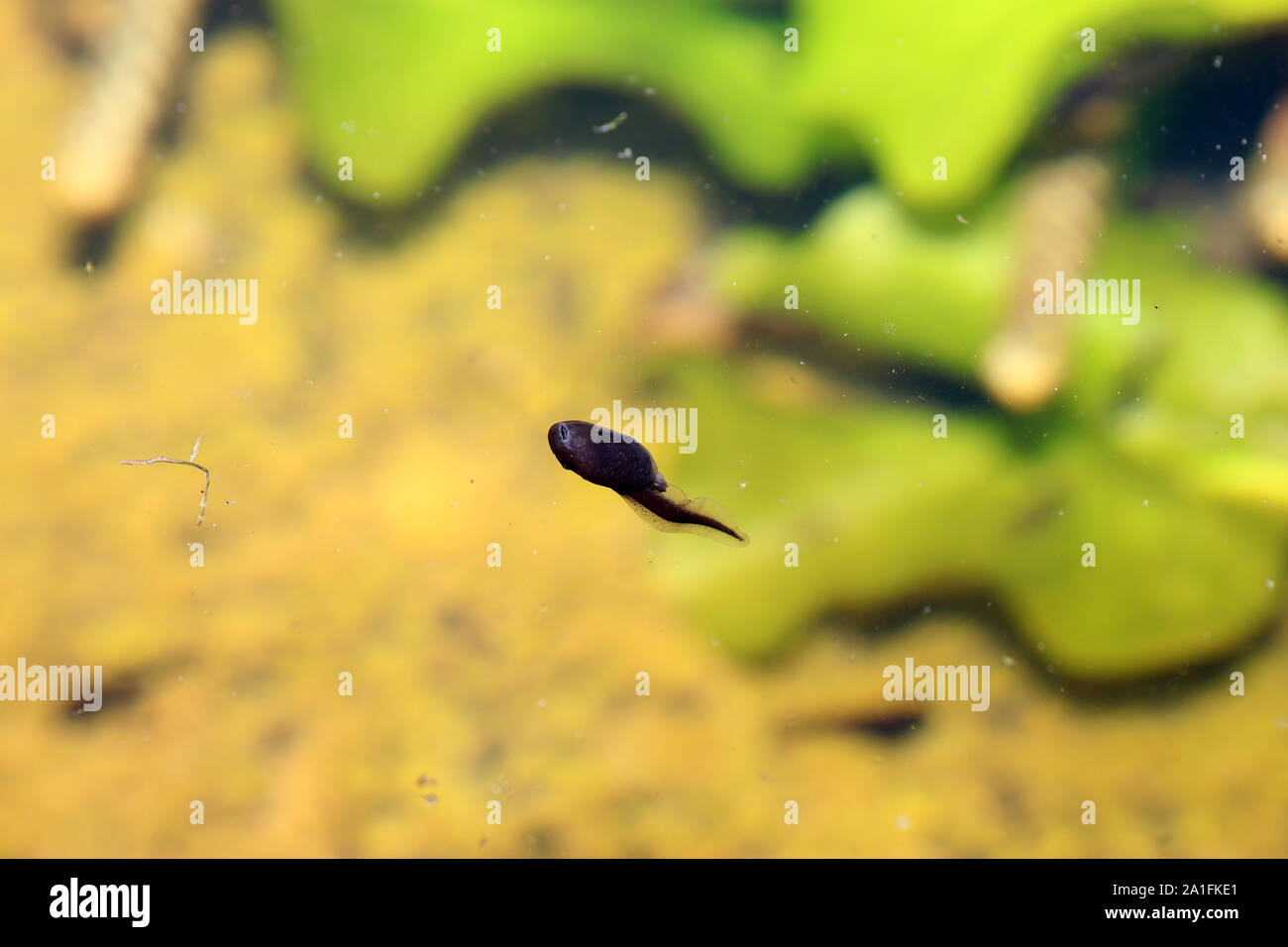 Kaulquappen fotografiert an einem sonnigen Frühlingstag in Deutschland auf einer ruhigen Gewässern. Stockfoto