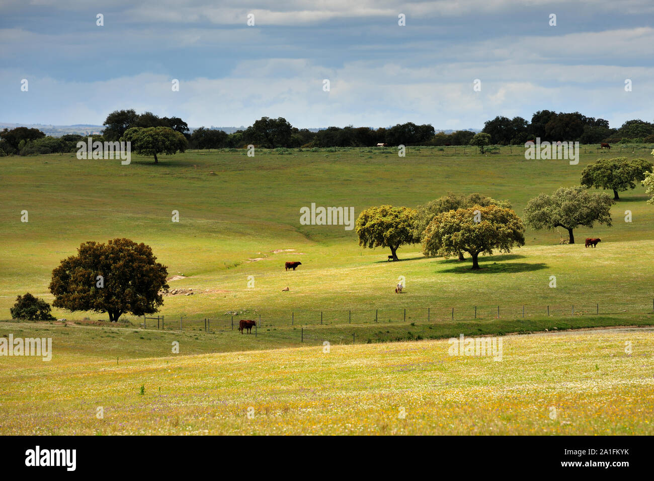 Steineichen in Évora. Alentejo, Portugal Stockfoto