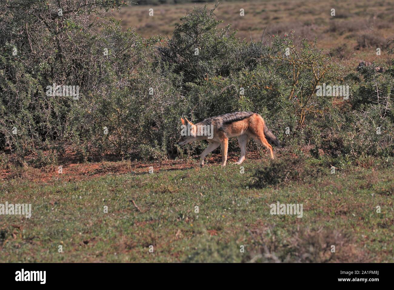 Black-backed Jackal (Canis mesomelas) am Addo Elephant National Park, Eastern Cape, Südafrika Stockfoto