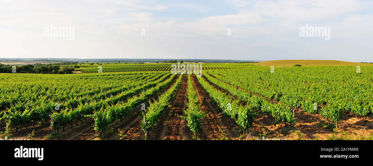 Weinberge in Vendas Novas. Alentejo, Portugal Stockfoto