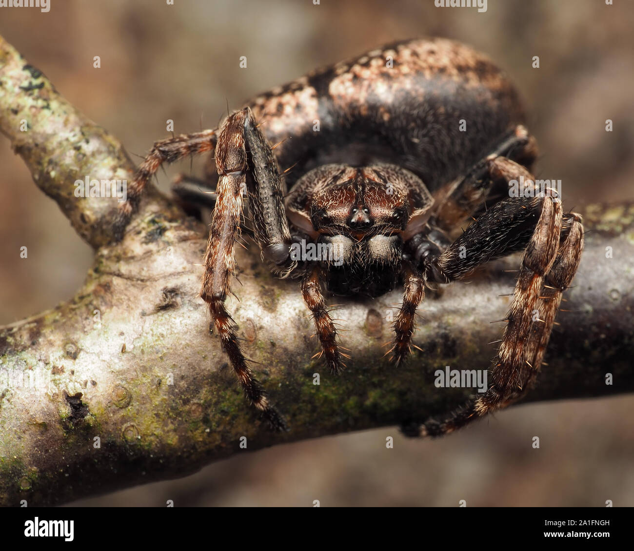Walnuss Orb-weaver Spider (Nuctenea umbratica) ruht auf Ast. Tipperary, Irland Stockfoto
