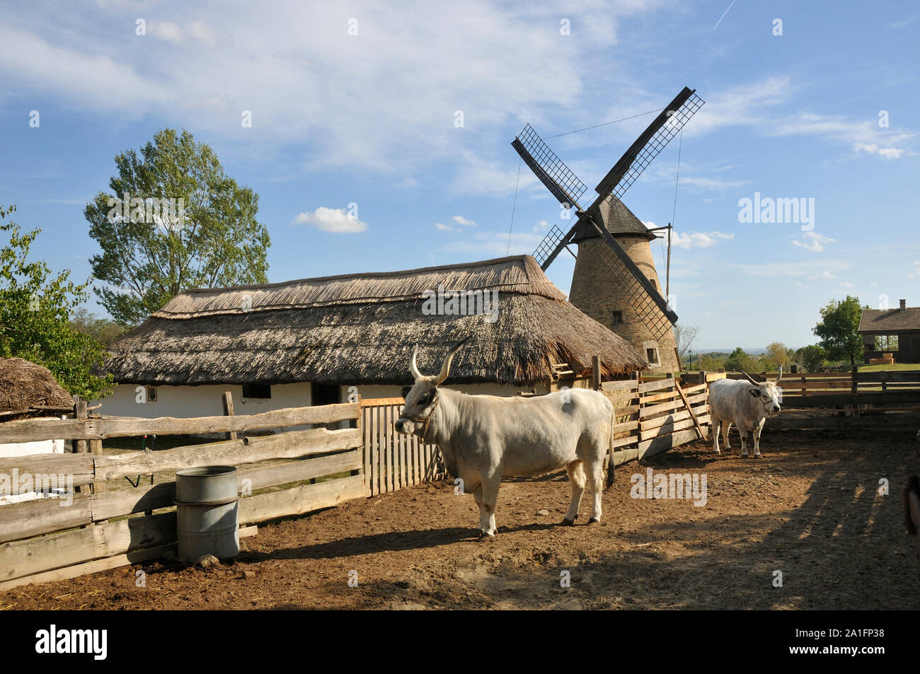 Ungarische Steppenrinder in einer Farm der Nagykunsag Region. Open-air Museum (skanzen) in der Nähe von Szentendre. Ungarn Stockfoto