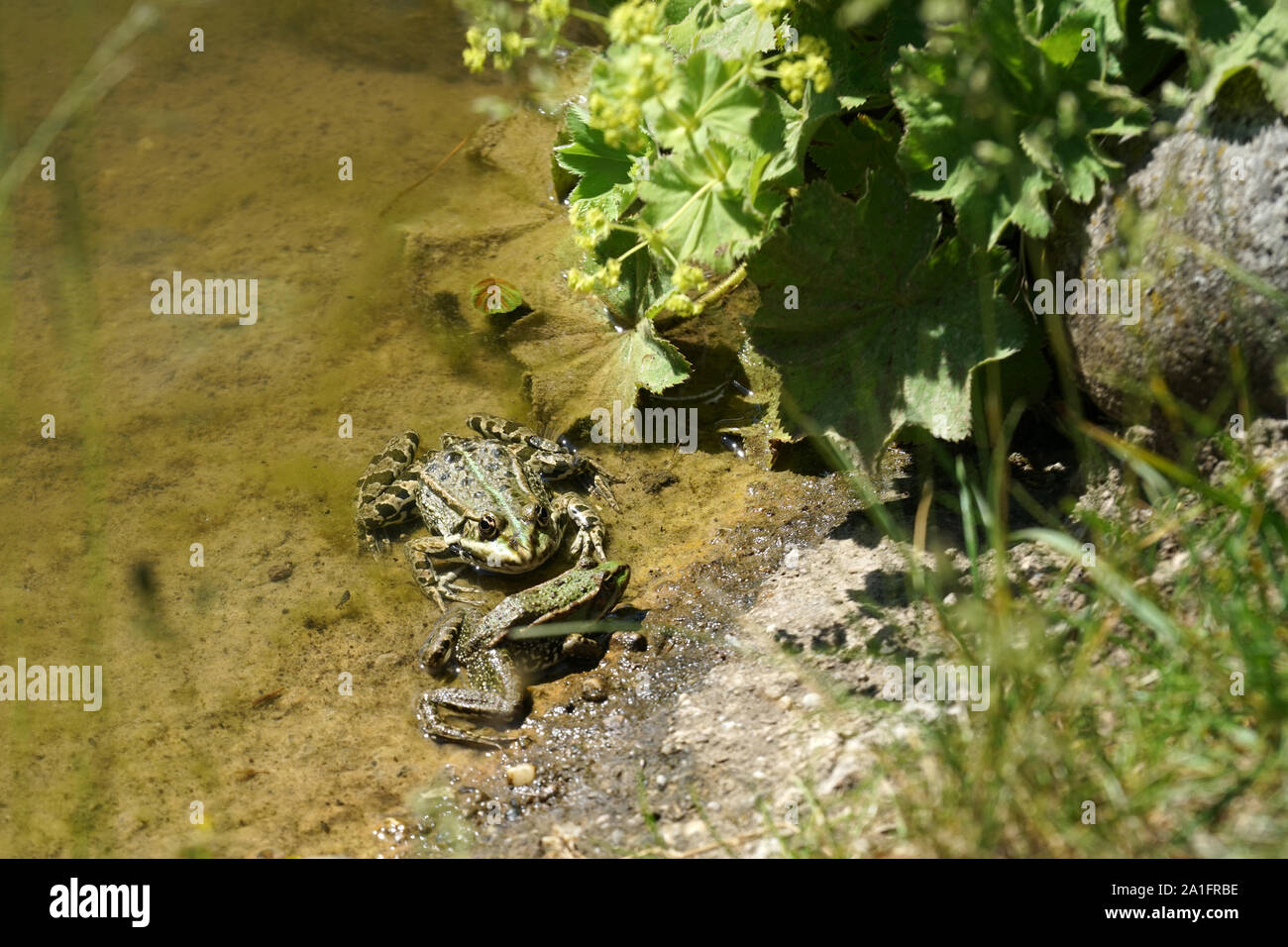 Echte Frösche Stockfotos und bilder Kaufen Alamy