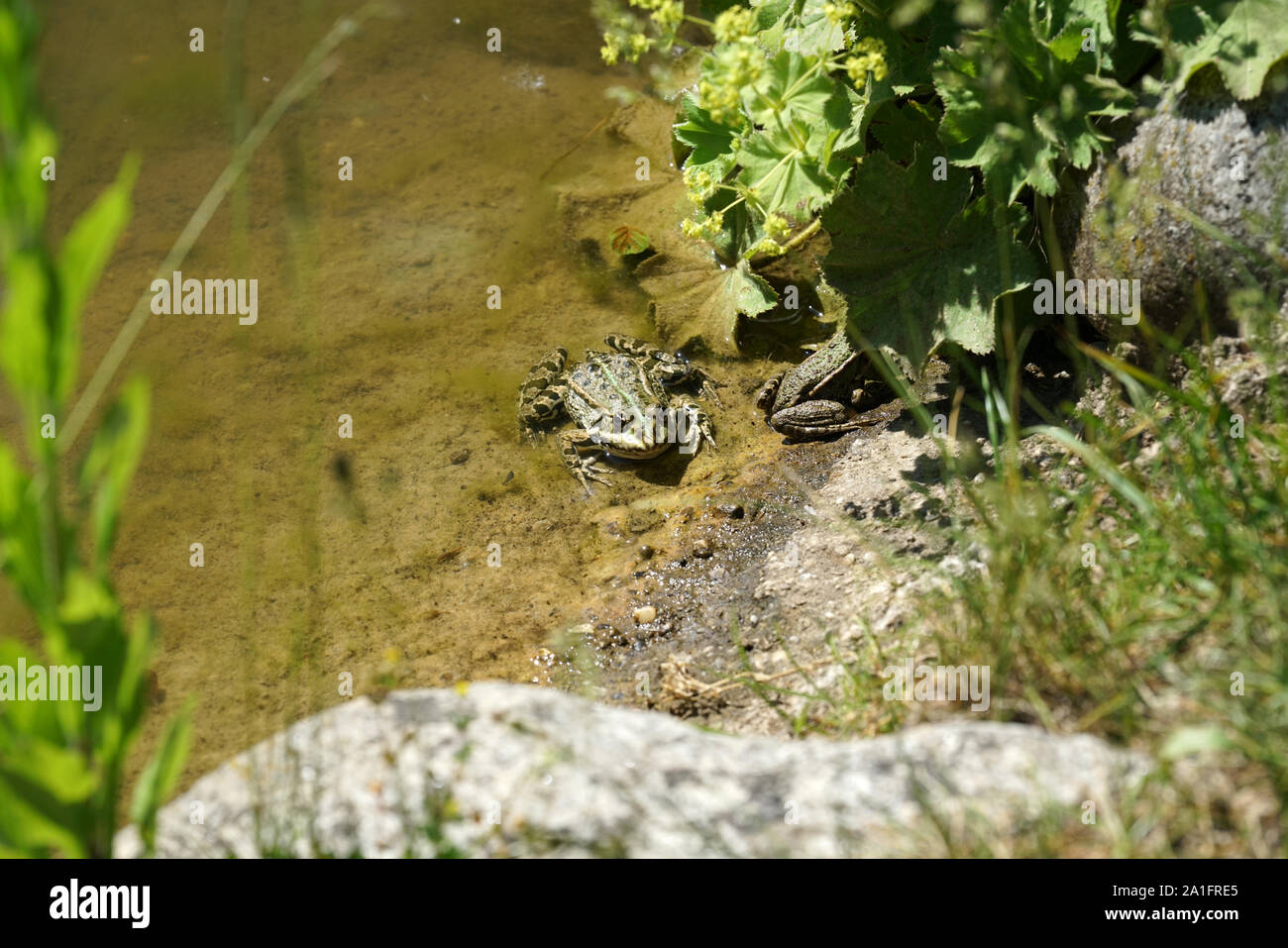 Echte Frösche Stockfotos und bilder Kaufen Alamy