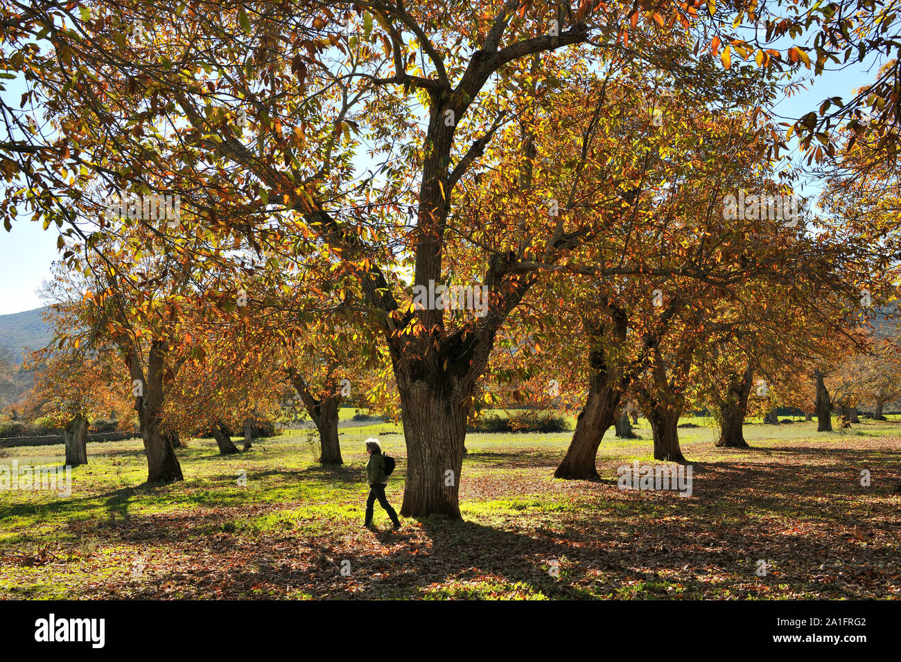 Kastanien im Herbst. São Mamede Natur Park, Portugal Stockfoto