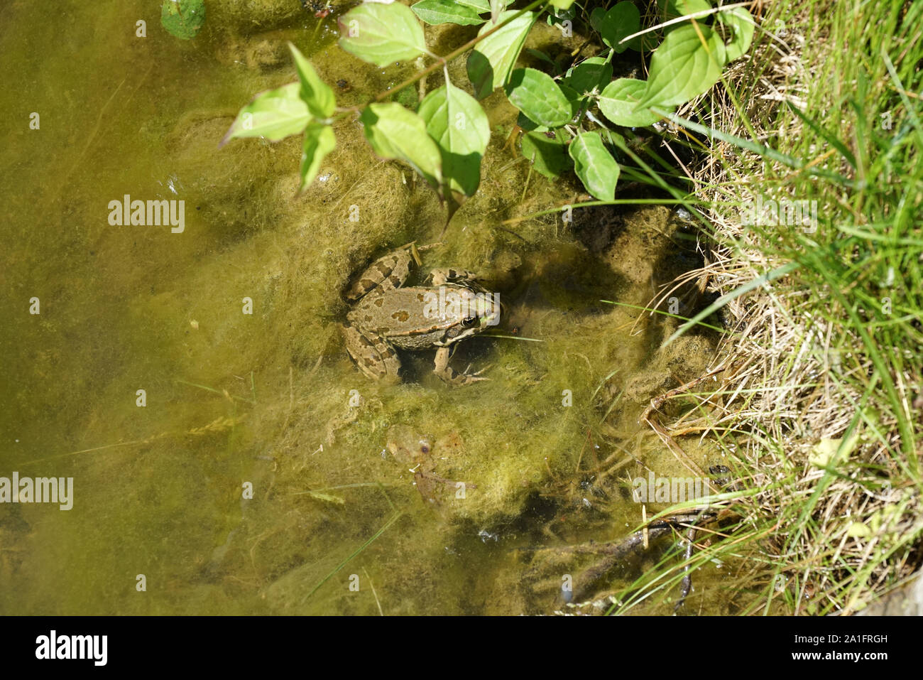 Echte Frösche Stockfotos und bilder Kaufen Alamy
