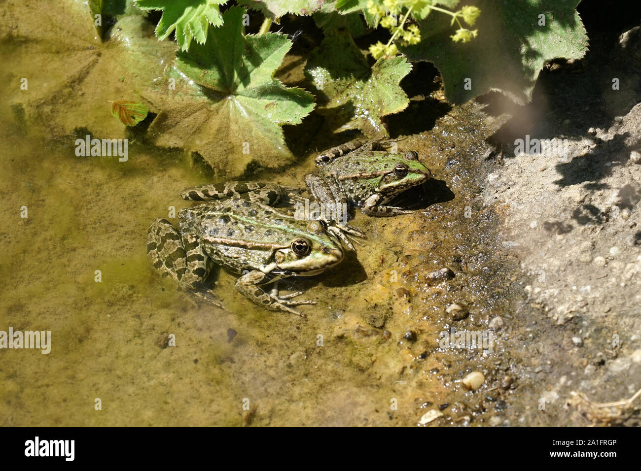 Echte Frösche Stockfotos und bilder Kaufen Alamy