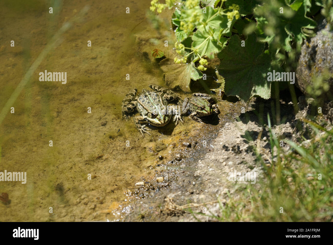 Echte Frösche Stockfotos und bilder Kaufen Alamy