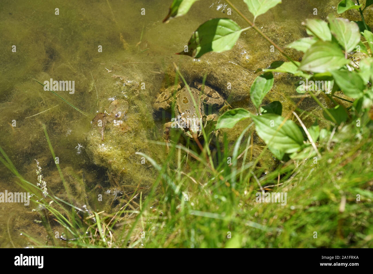 41+ Frösche Kaufen Teich, Goldfische, graskarpfen, besatzfische,