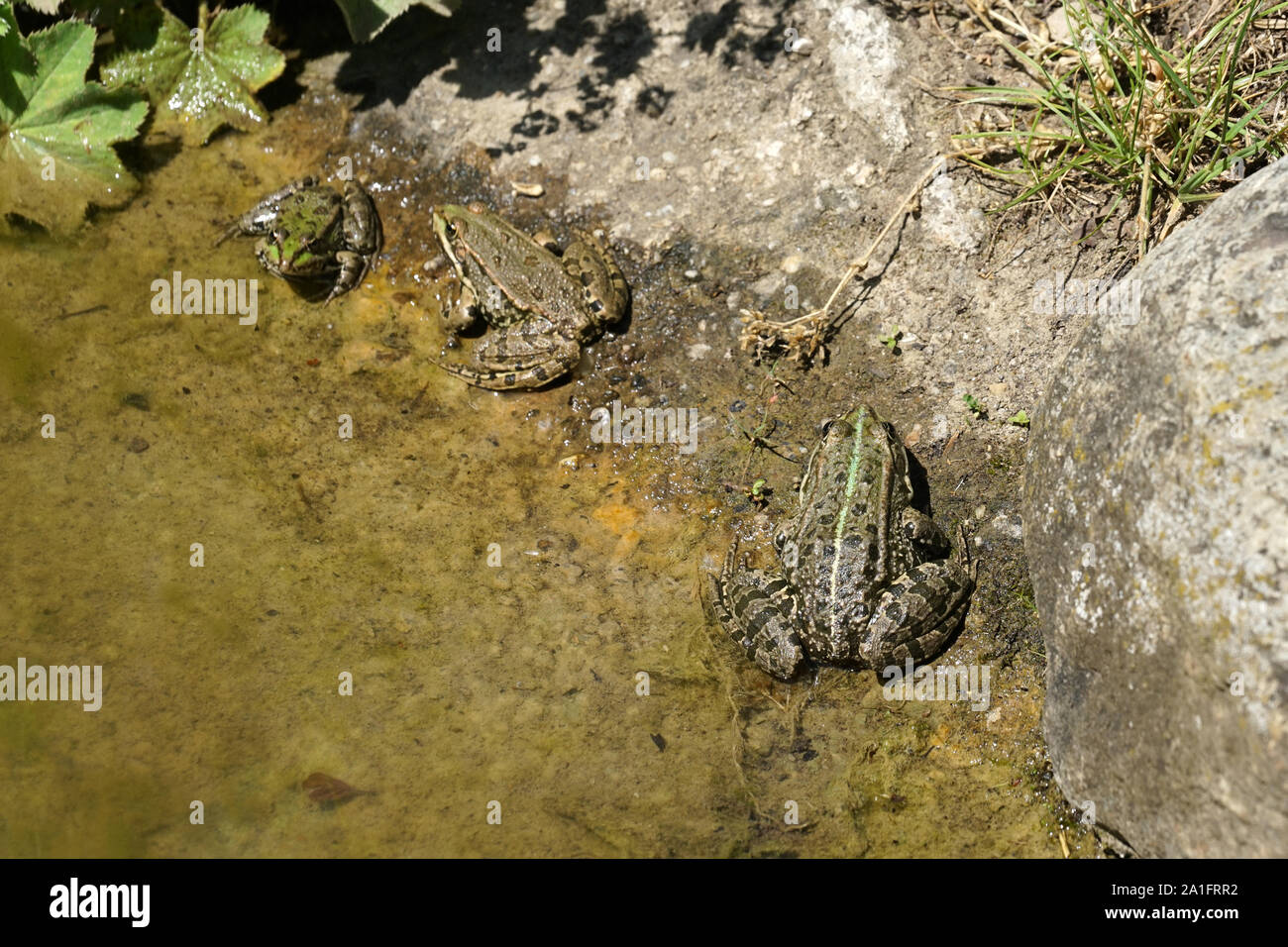 Echter frosch teichfrosch Fotos und Bildmaterial in hoher Auflösung