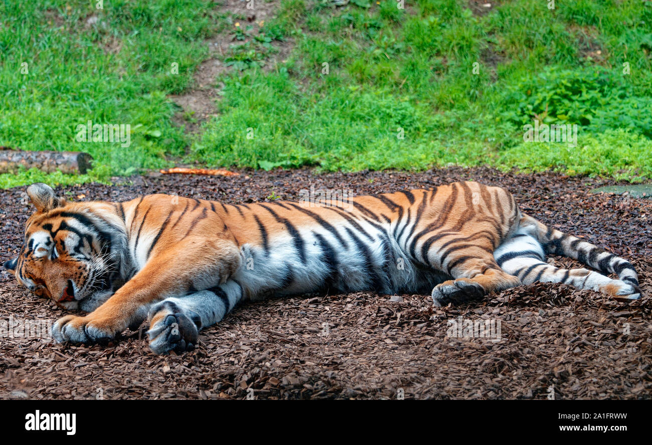 Männliche Amur Tiger Stockfoto