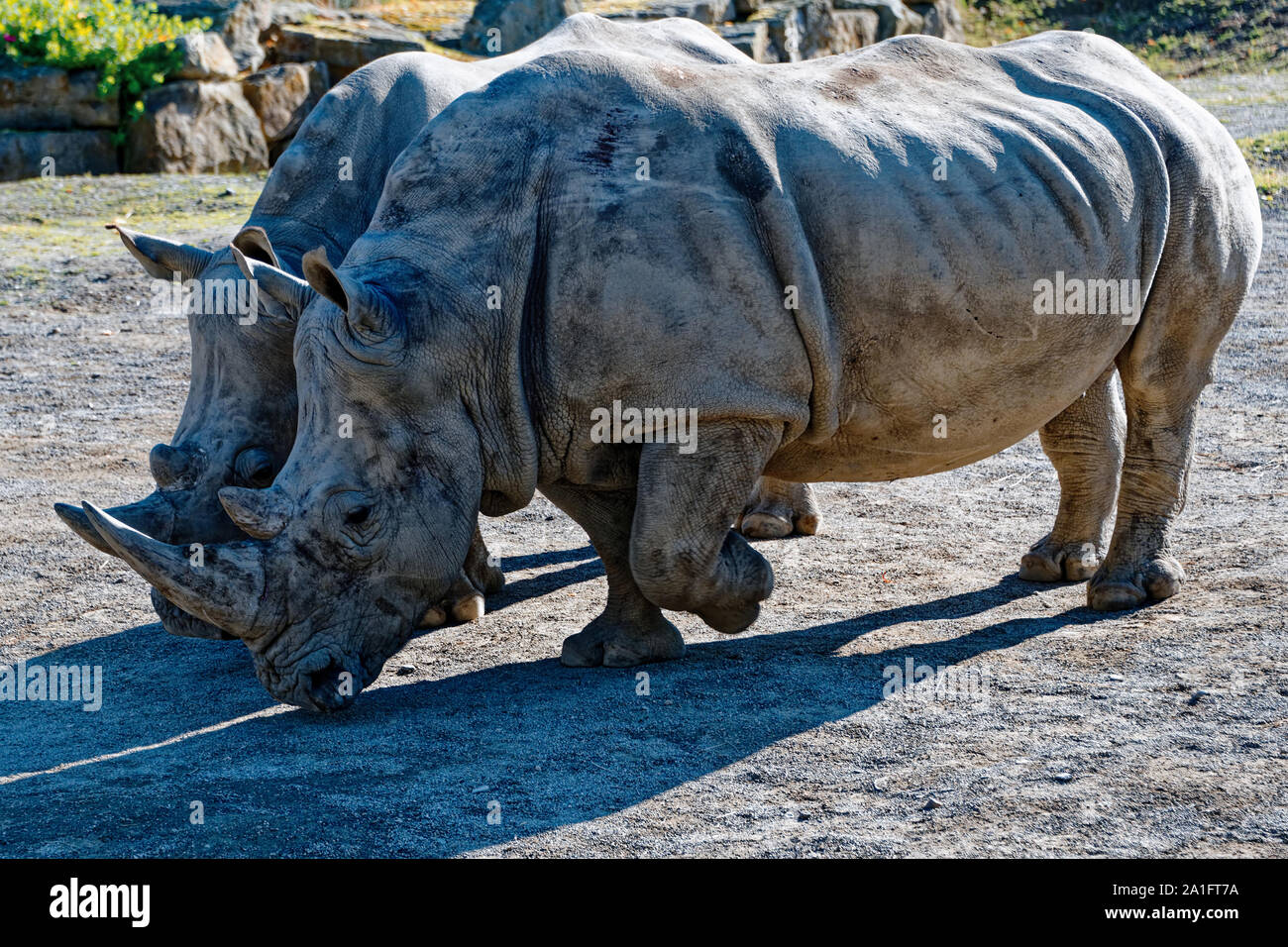 Südliche Breitmaulnashorn Stockfoto