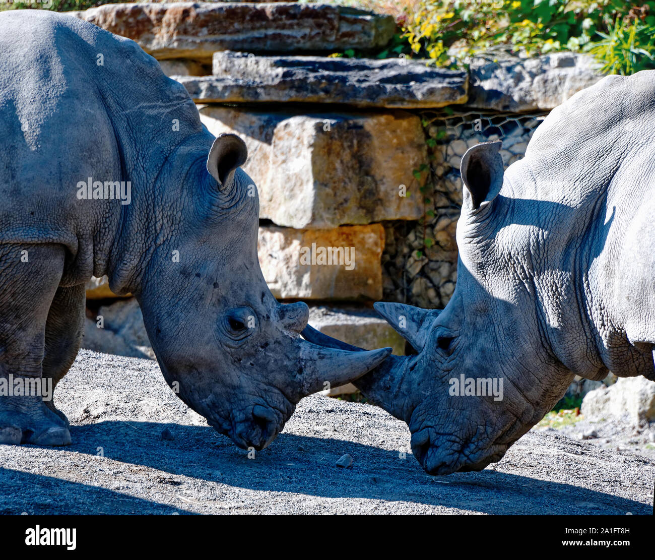 Südliche Breitmaulnashorn Stockfoto