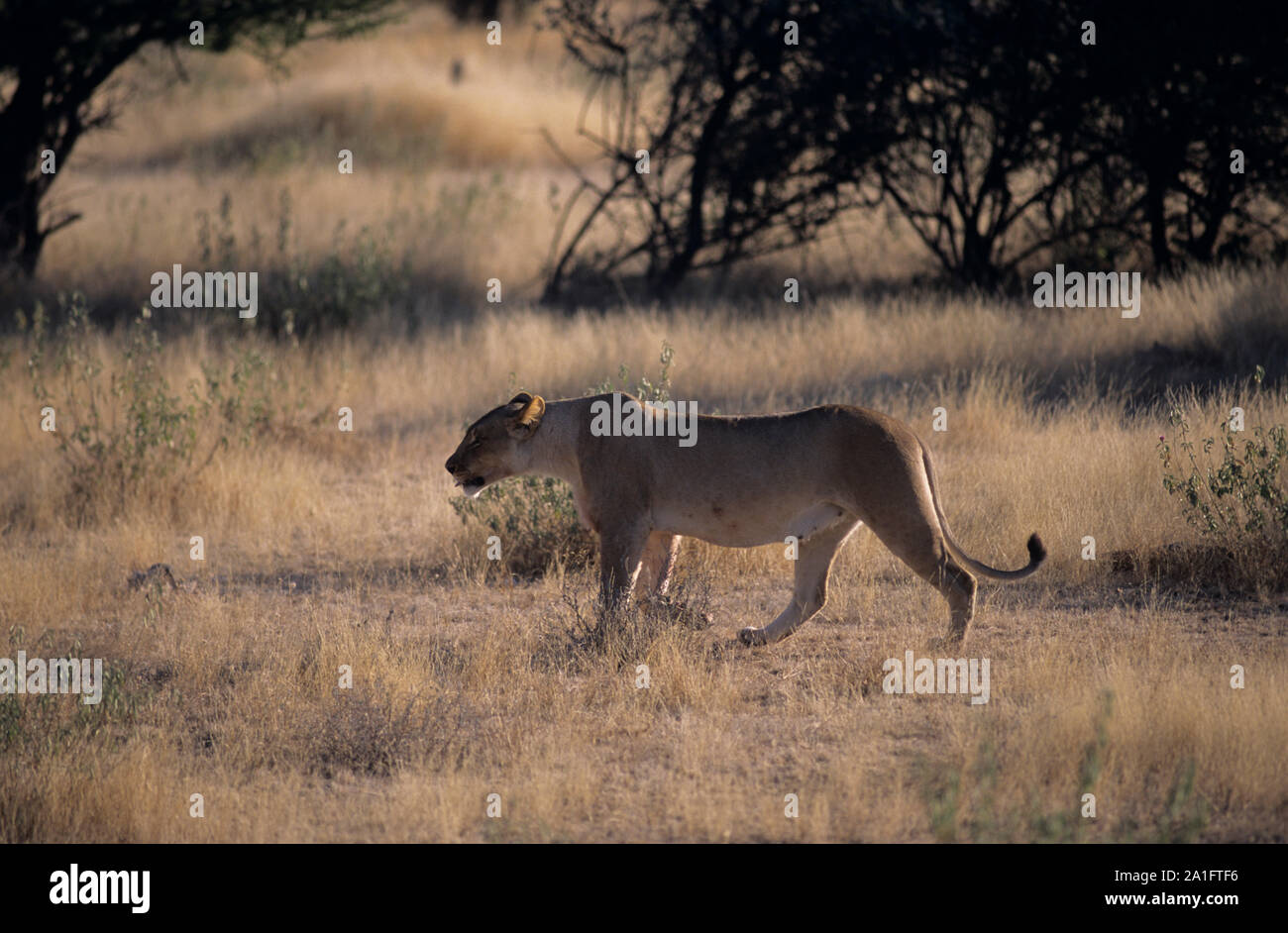 Der Löwe (Panthera leo) ist eine Pflanzenart in der Familie Felidae; es ist ein muskulöser, tief-chested Katze mit einem kurzen, abgerundeten Kopf, Hals und runde ea Stockfoto