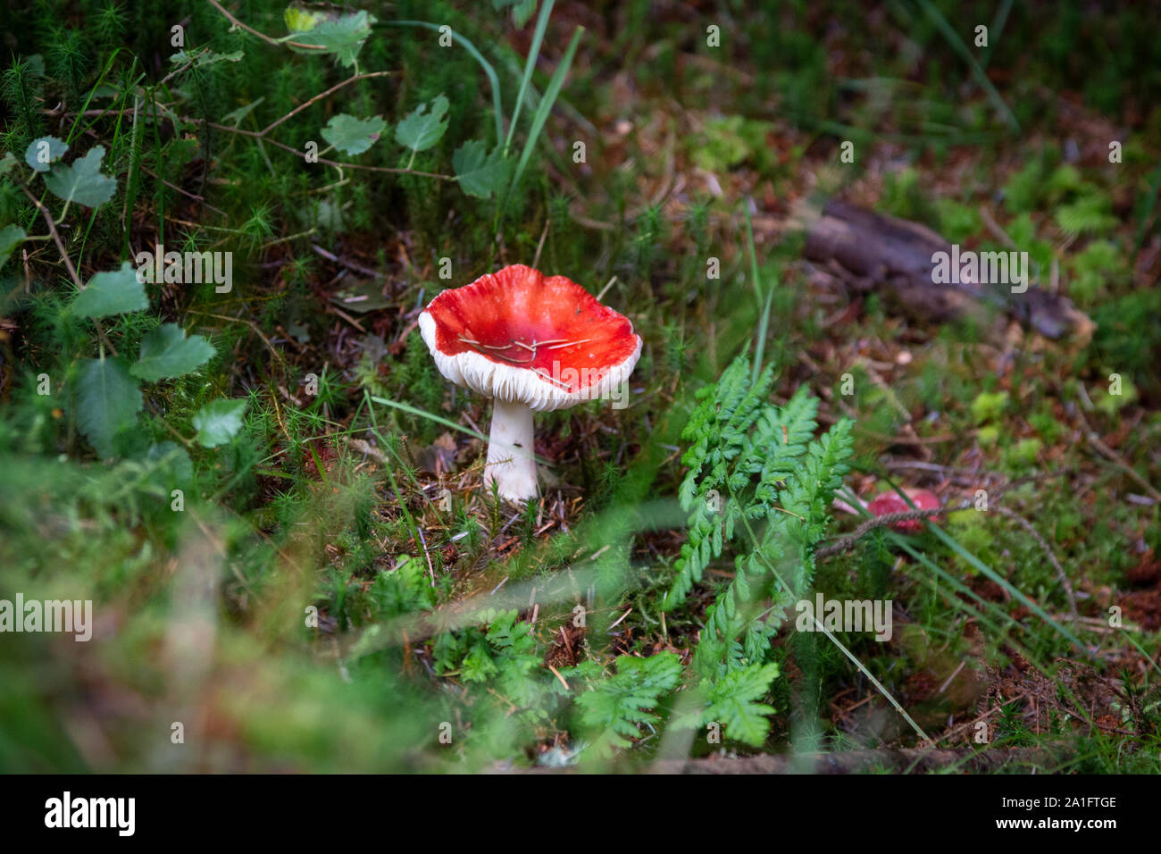 Rote Pilze im Wald Stockfoto