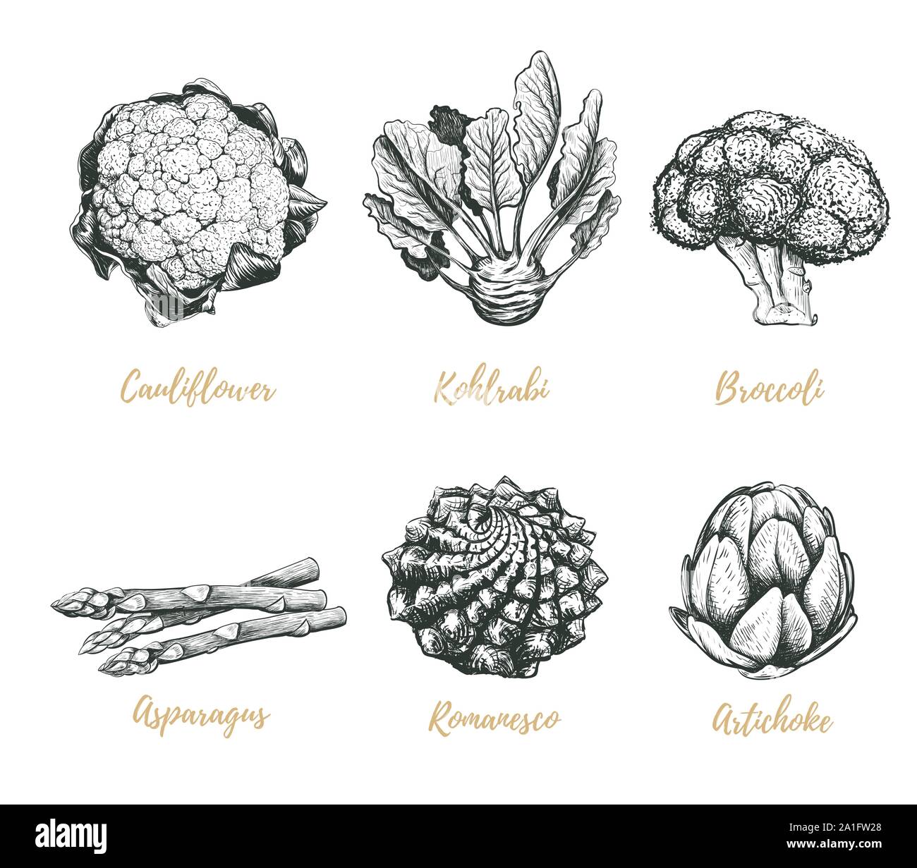 Gemüse Sammlung Vector Illustration. Gemüse Zeichnung. Stock Vektor