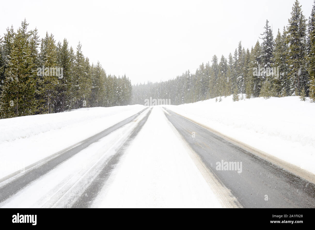 Einsame Berg Weg durch einen Pinienwald bei starkem Schneefall im Winter Stockfoto
