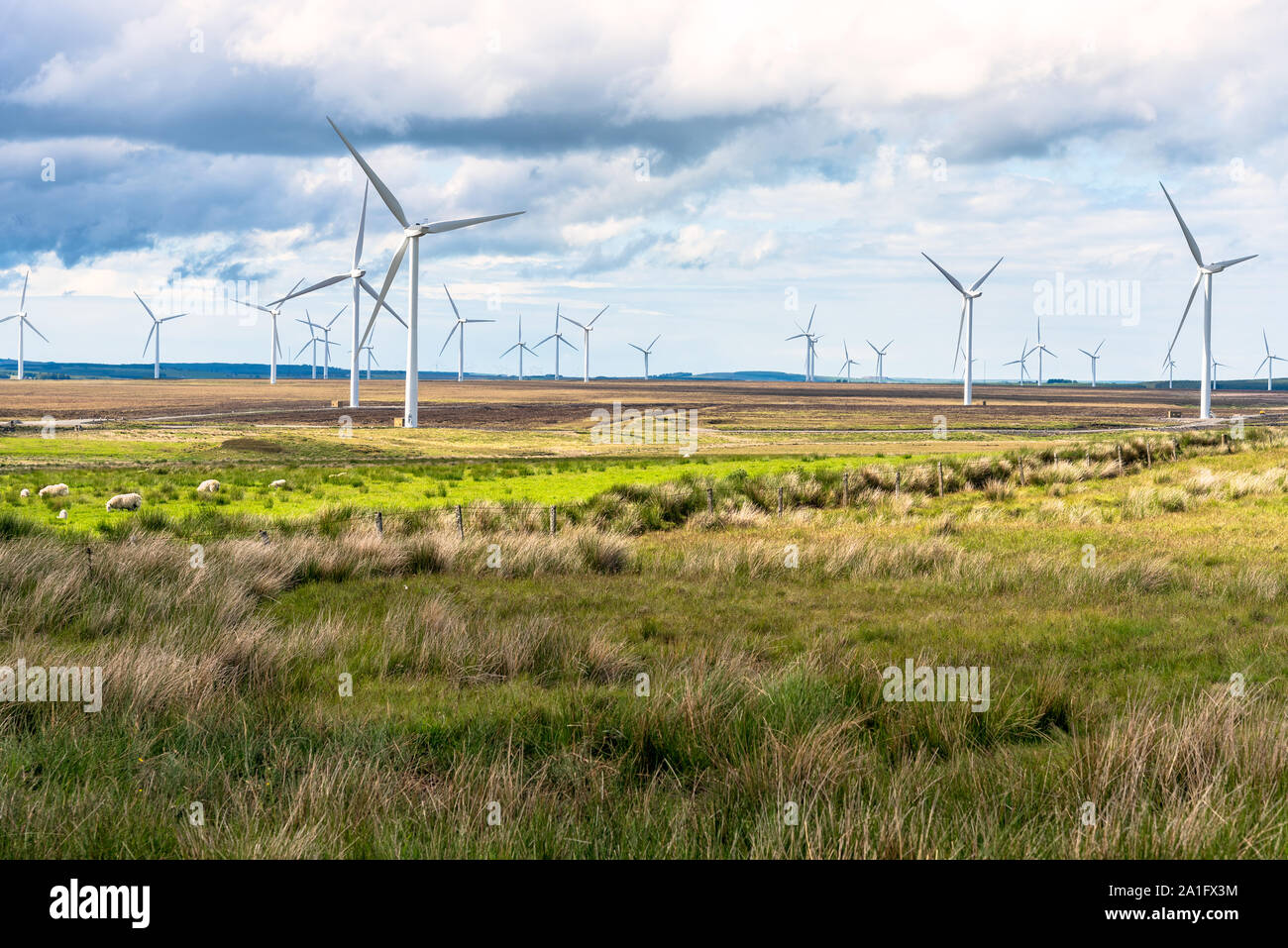 Windpark in der Countriside von Schottland an einem bewölkten Frühling. Weidende Schafe sind im Vordergrund sichtbar. Stockfoto