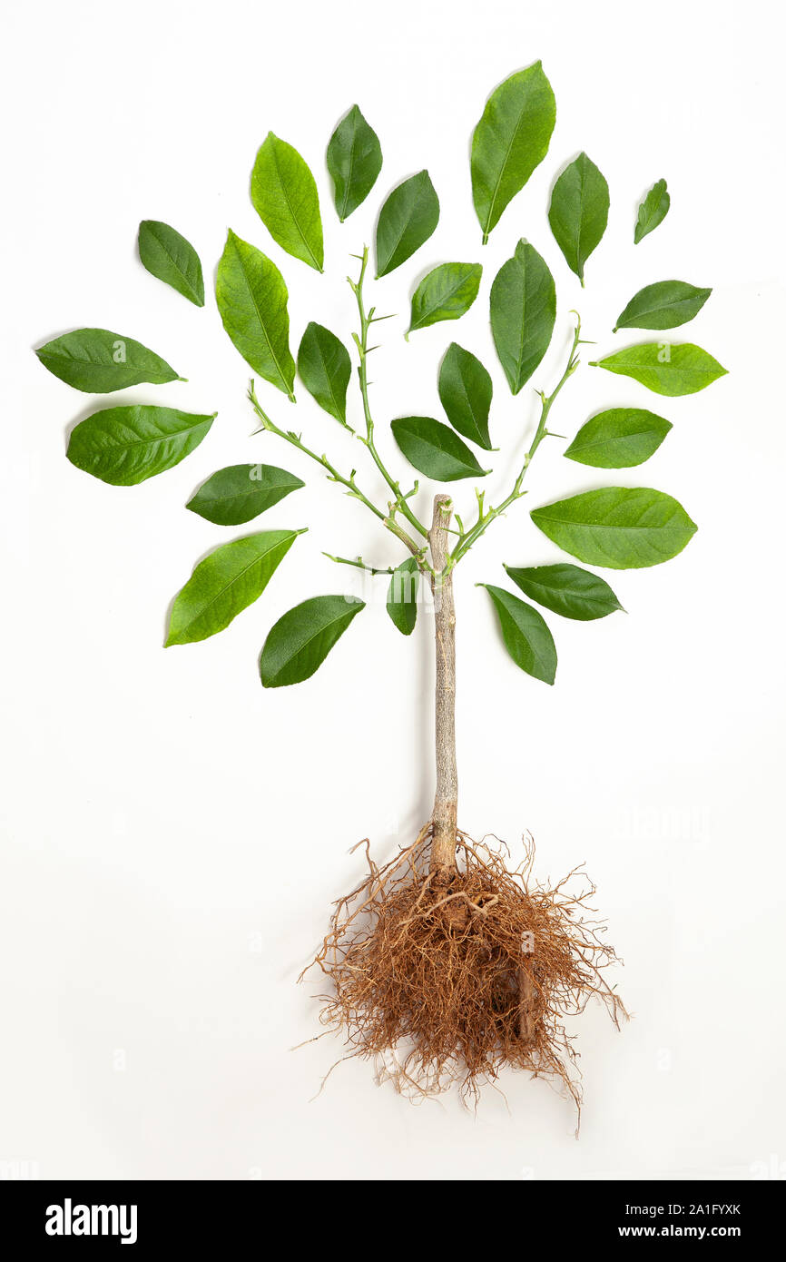 Ein Bild von einer konzeptionellen Baum mit Blättern um Niederlassungen wie Laub oder blätterdach auf weißem Hintergrund angeordnet Stockfoto