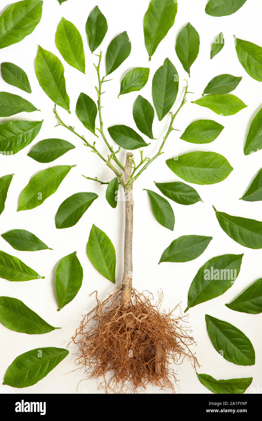 Ein Bild von einer konzeptionellen Baum mit Blättern um Niederlassungen wie Laub oder blätterdach auf weißem Hintergrund angeordnet Stockfoto