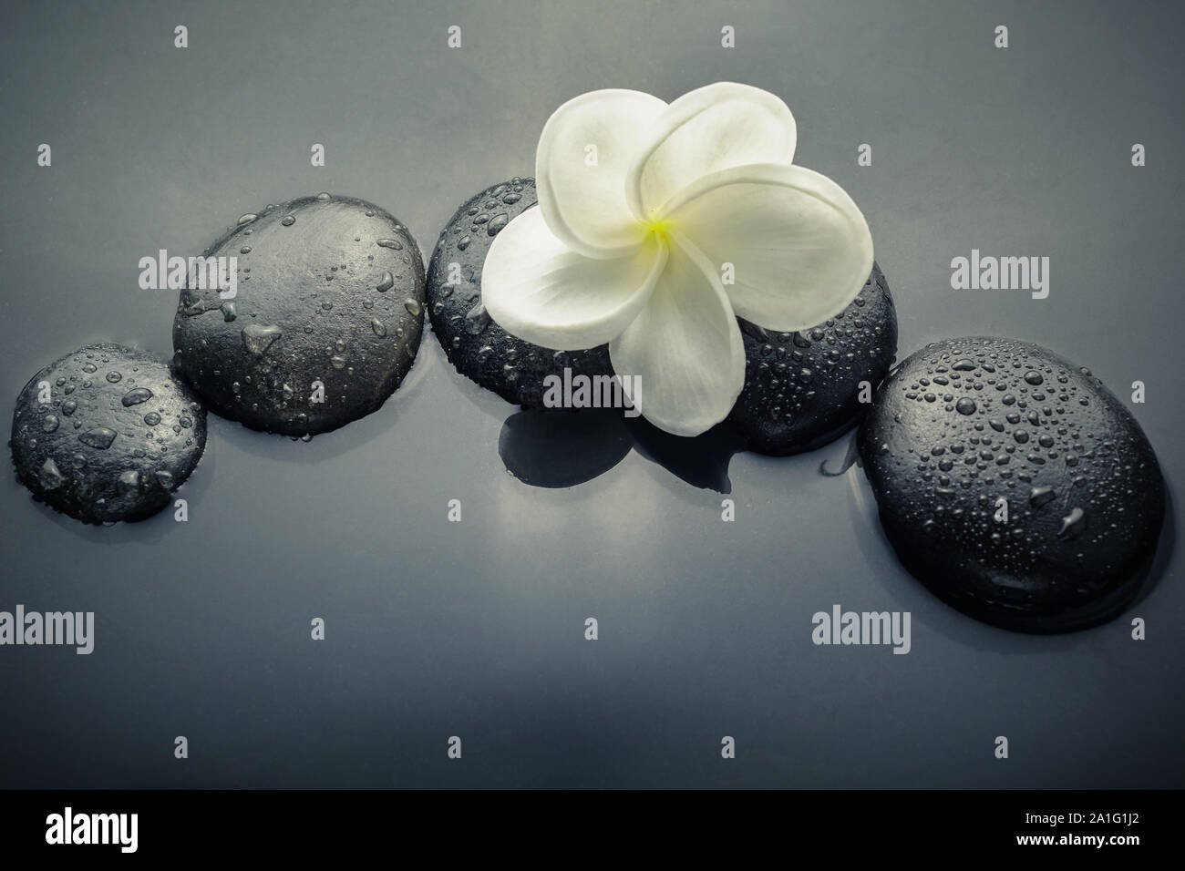 Glänzend zen Steine mit Wassertropfen und plumeria Flower. Ansicht von oben Stockfoto
