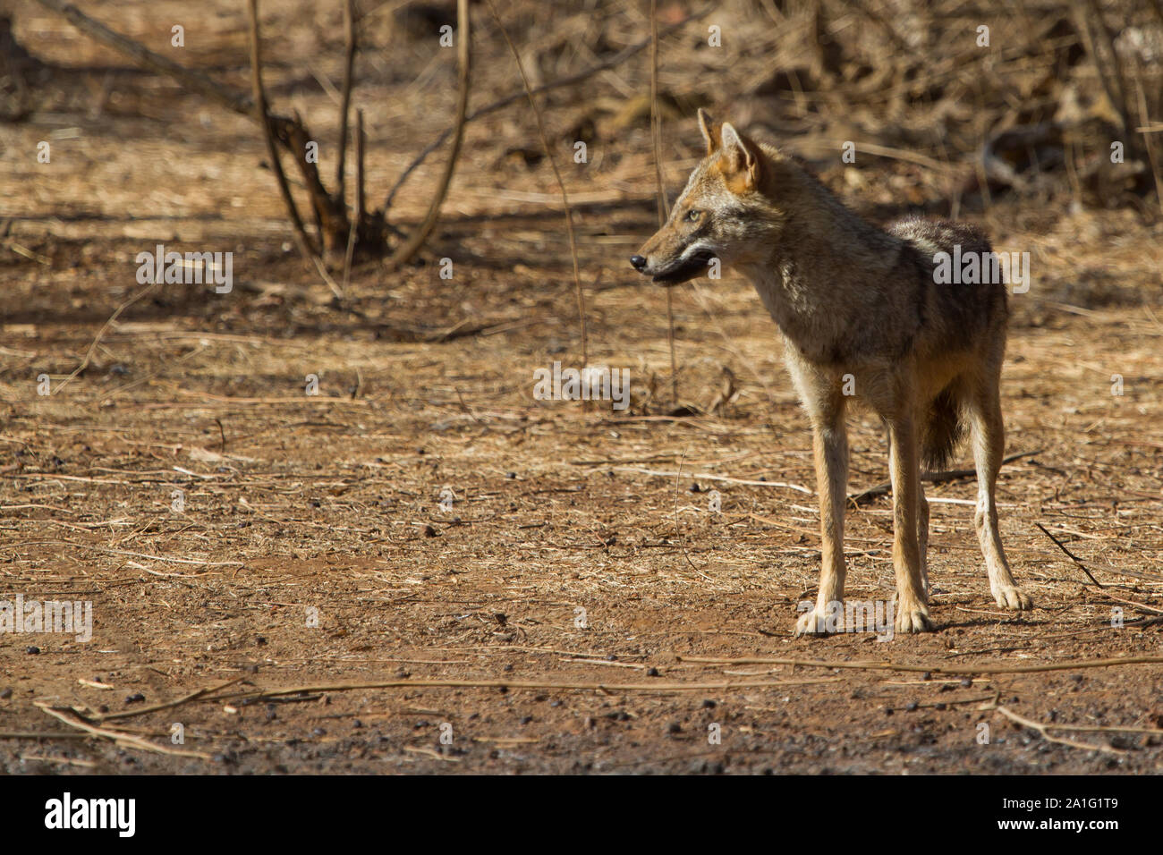 Indischen Schakal in Gir Nationalpark, Gujarat, Indien. Stockfoto