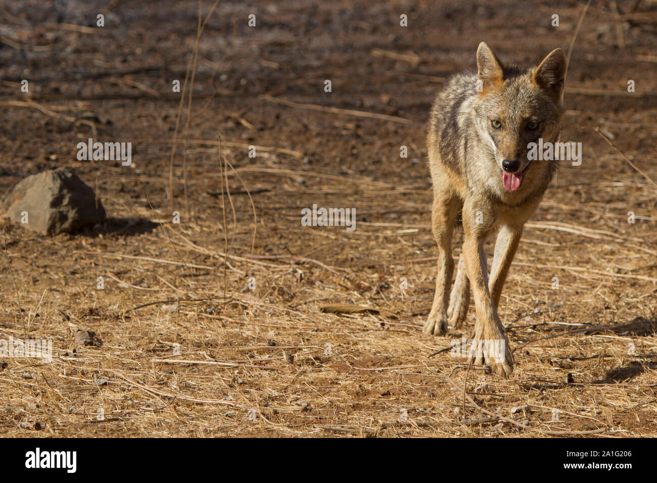 Indischen Schakal in Gir Nationalpark, Gujarat, Indien. Stockfoto