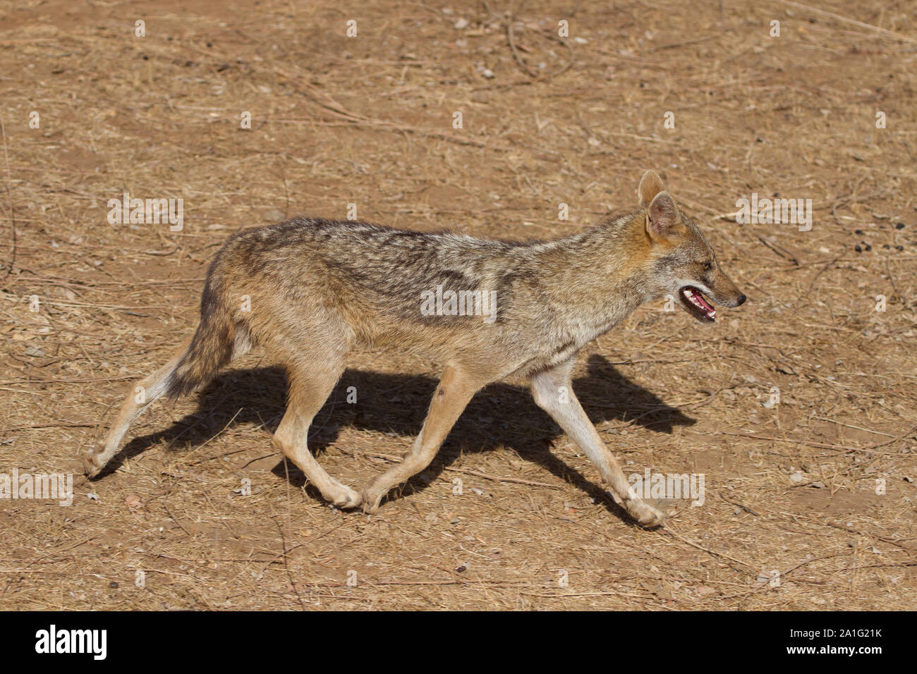 Indischen Schakal in Gir Nationalpark, Gujarat, Indien. Stockfoto