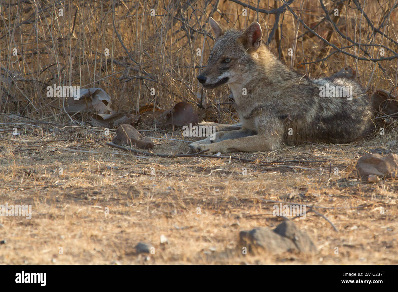 Indischen Schakal in Gir Nationalpark, Gujarat, Indien. Stockfoto