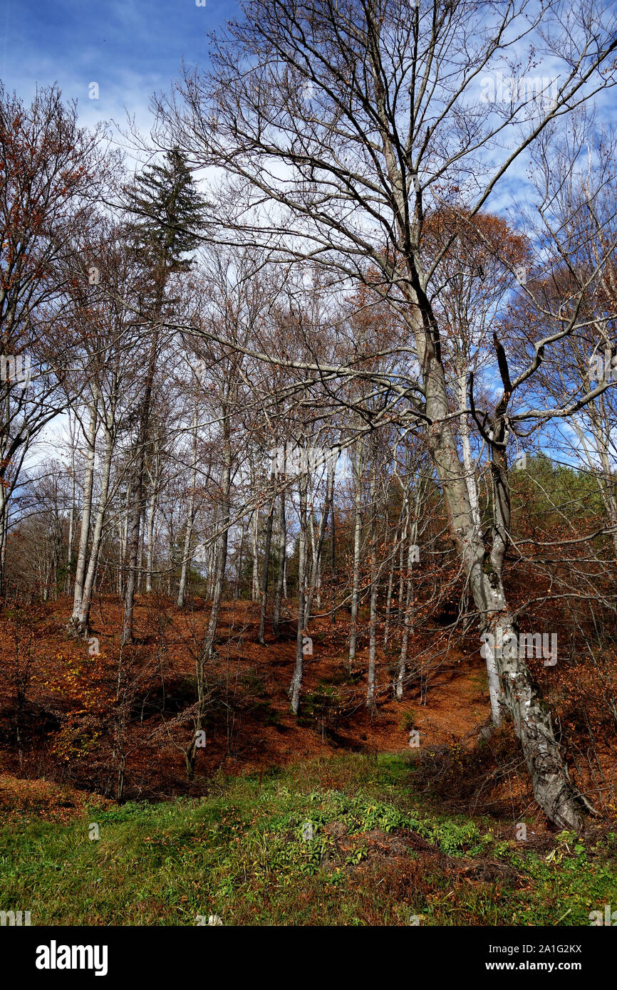 Herbst Wald durch den Östlichen Karpaten Stockfoto