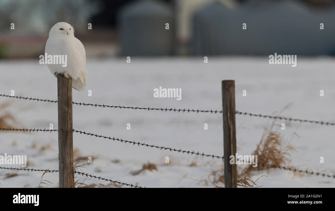 Schöne Schneeeule im Winter, Alberta, Kanada Stockfoto