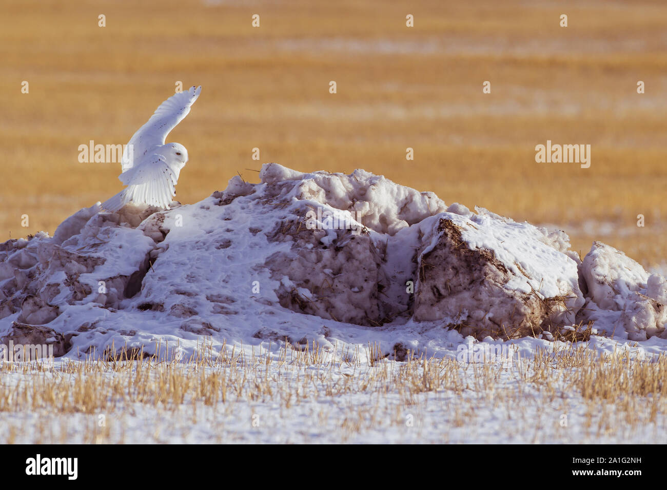 Schöne Schneeeule im Winter, Alberta, Kanada Stockfoto
