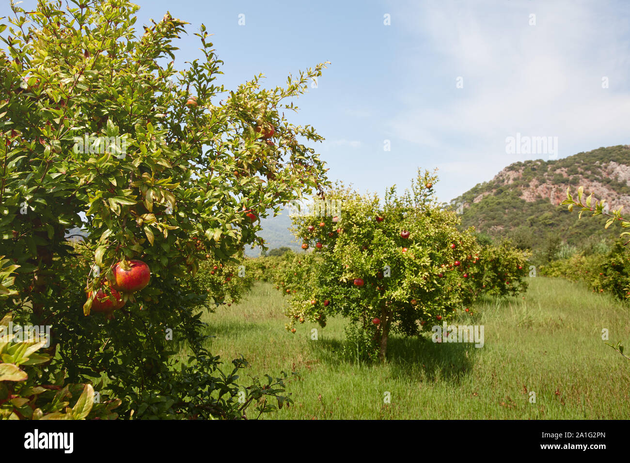 Frische reife Granatapfel Früchte hängen an einem Baum im Garten Stockfoto