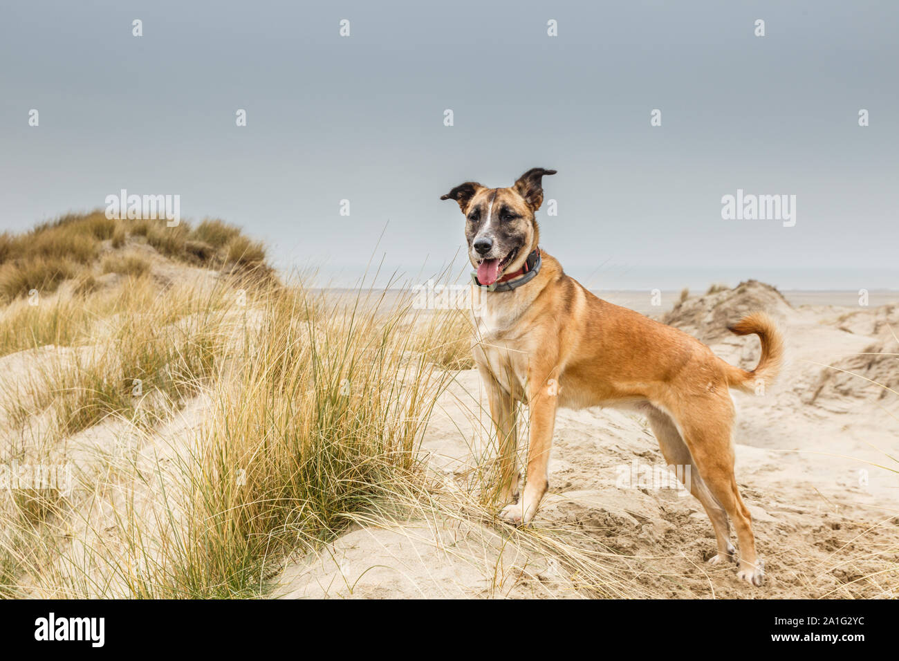 Einen schönen Belgischen Schäferhund posiert in einer Dünenlandschaft mit Stolz erhobenen Kopf und Kragen mit GPS-Tracker um den Hals auf der Suche her Stockfoto